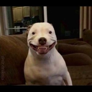 Meet your Posher, Timothy